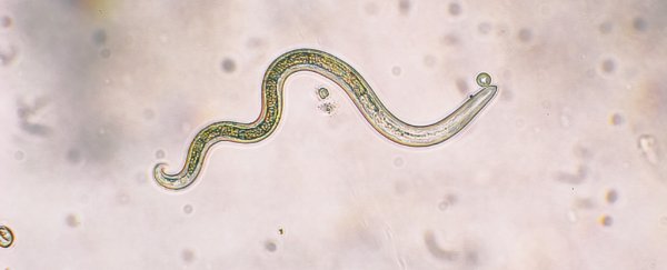 As our world changes, what we don't know about parasites could be deadly