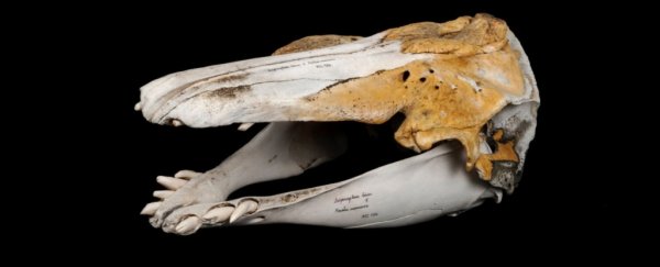 Unusual Skull Turns Out to Be Ultra-Rare Hybrid of a Narwhal And a Beluga Whale