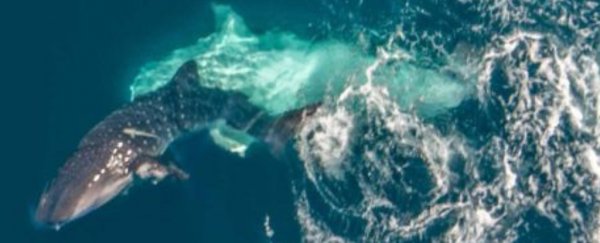 For the first time, whale shark caught on camera trying to mate and utterly failing