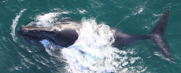 For the first time, scientists record the songs of one of the world's rarest whales