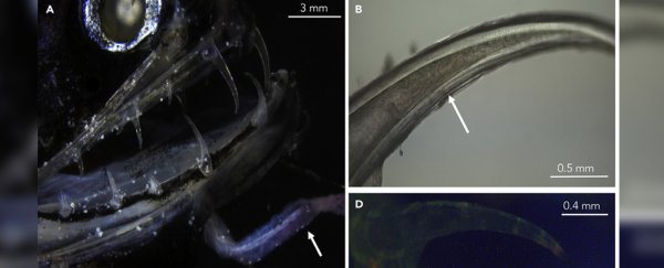 This utterly creepy deep-sea dragonfish has nearly invisible teeth