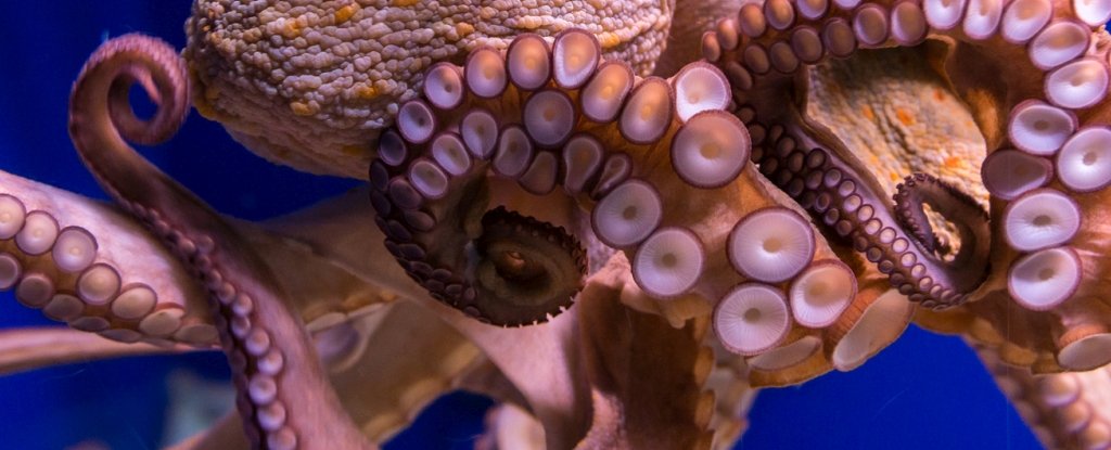 Octopus Arms Are Capable of Making Decisions Without Input From Their Brains  : ScienceAlert