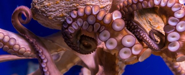 Octopus arms are capable of making decisions without input from their brains