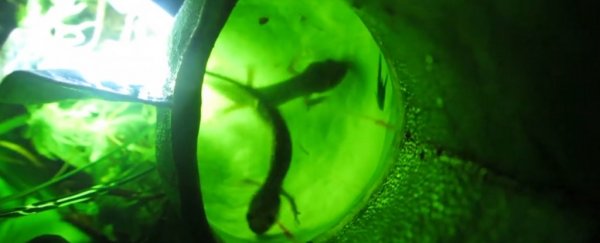 Grisly discovery in Canada reveals pitcher plants aren't just eating bugs