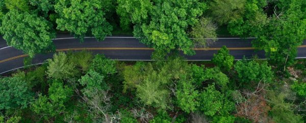 Plants are going extinct at least 500 times faster than if humans weren't around