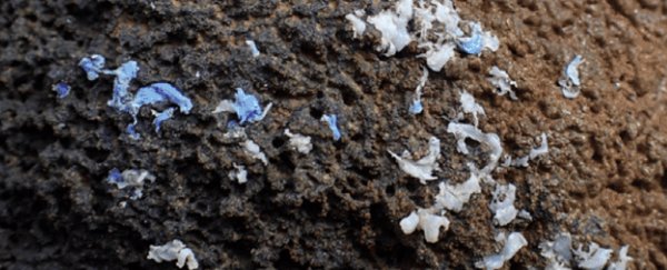 A depressing new type of pollution has started showing up on shoreline rocks
