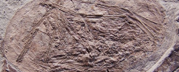 This Ancient Animal Is The First Creature We've Ever Found That Could Fly From Birth