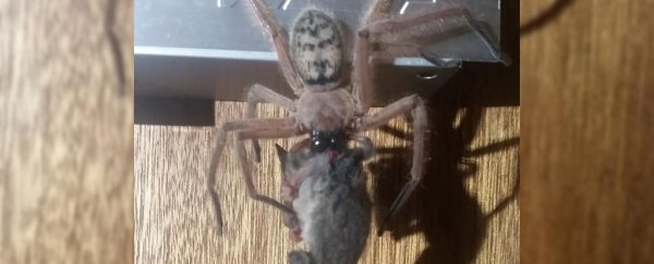 Horrifying photos show a huntsman spider trying to devour an entire possum