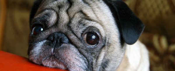 'Puppy dog eyes' may have evolved just to make humans melt - and it's working