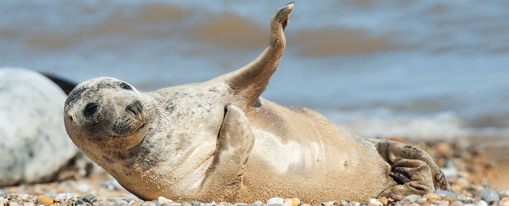 Scientists Taught Seals to Sing The Star Wars Theme, With Hilarious Results  : ScienceAlert