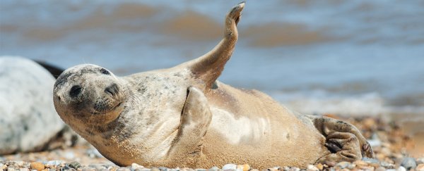 Scientists taught seals to sing the Star Wars theme, with hilarious results