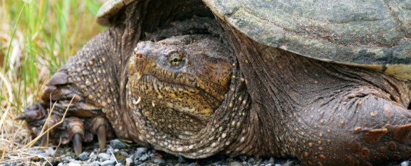 Some animal hearts can adapt to survive without oxygen, and scientists are intrigued