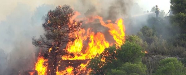 Spain's so unbearably hot right now, a manure pile spontaneously ignited a forest fire