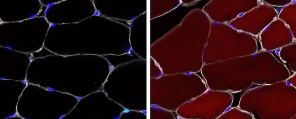 Breakthrough mouse research shows stem cells can be genetically edited inside the body
