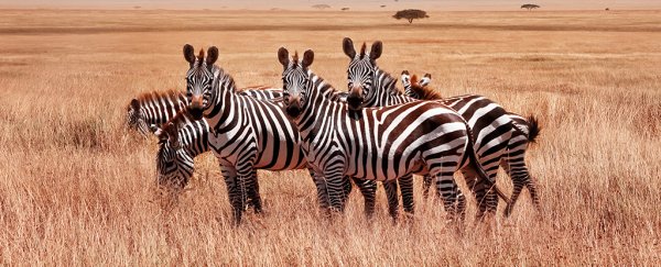There's compelling new Evidence in The ongoing Debate Over Why Zebras Have Stripes