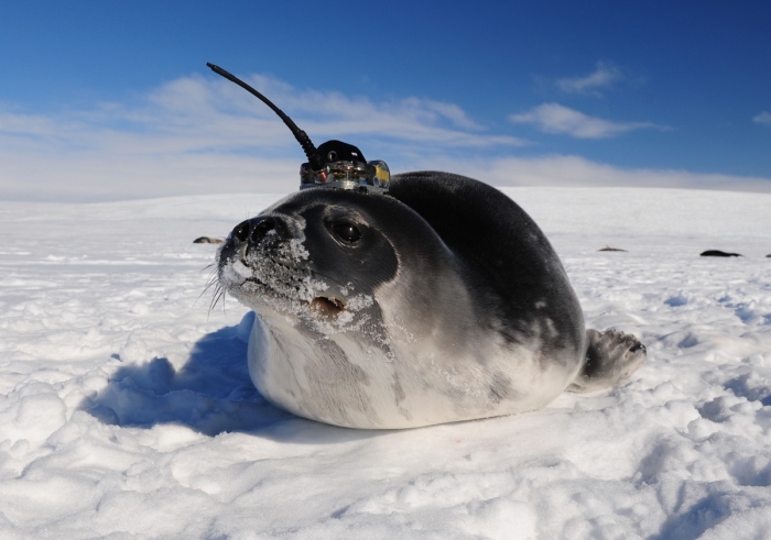 seal hat