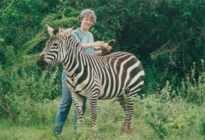 zebras groom