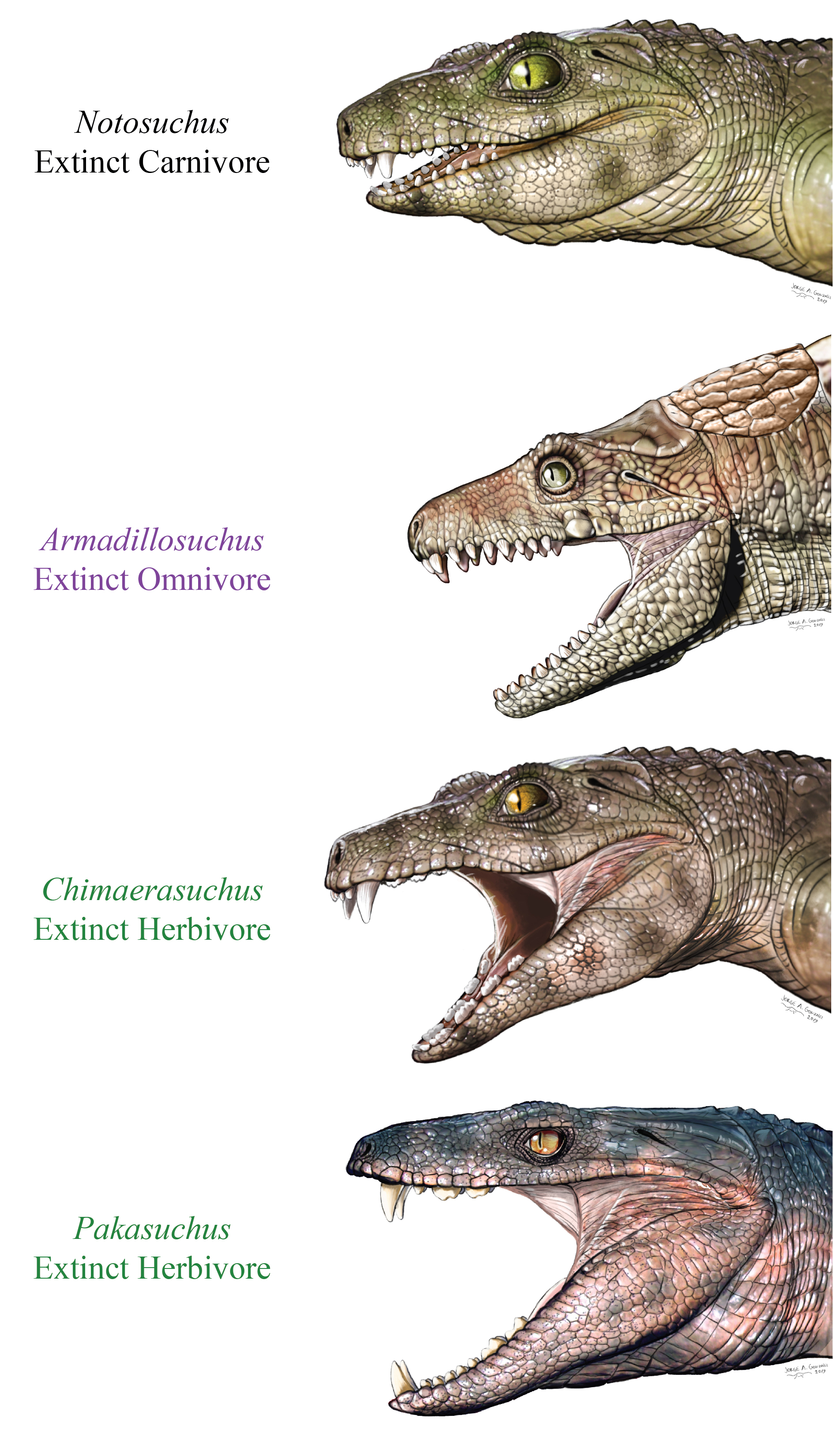 Vegetarian 'Crocodiles' Evolved More Than Once in Earth's Ancient Waterways1888 x 3300