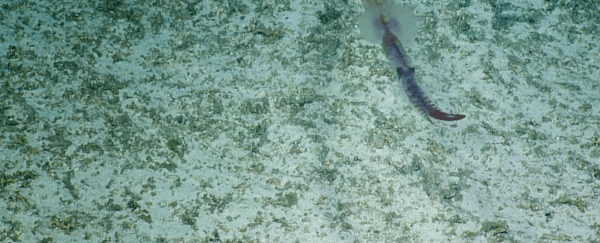 Strange, deep-sea squid caught live on camera for the first time in haunting footage