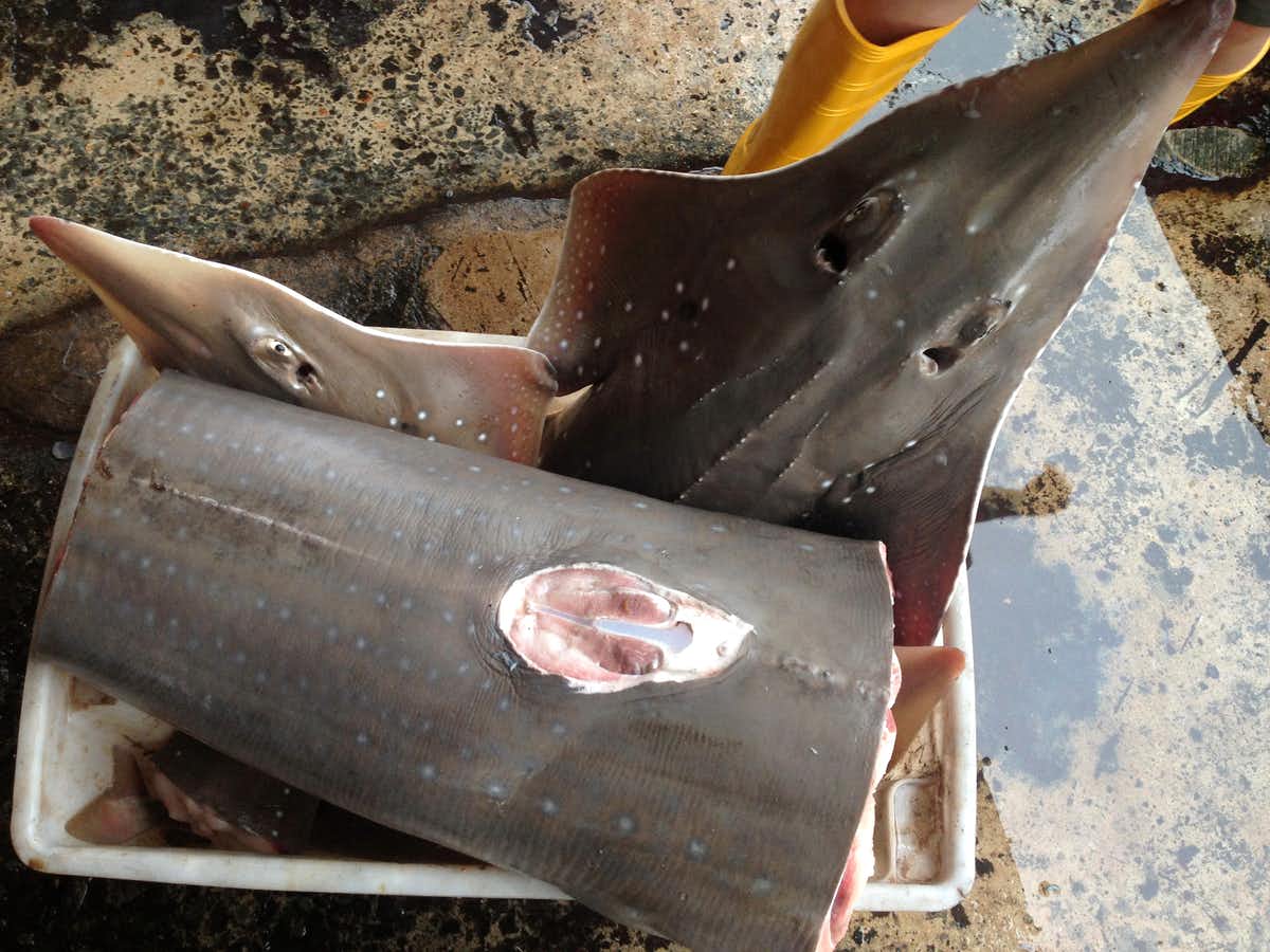 Bottlenose wedgefish in the Kota Kinabalu fish market in Malaysia. (Peter Kyne)