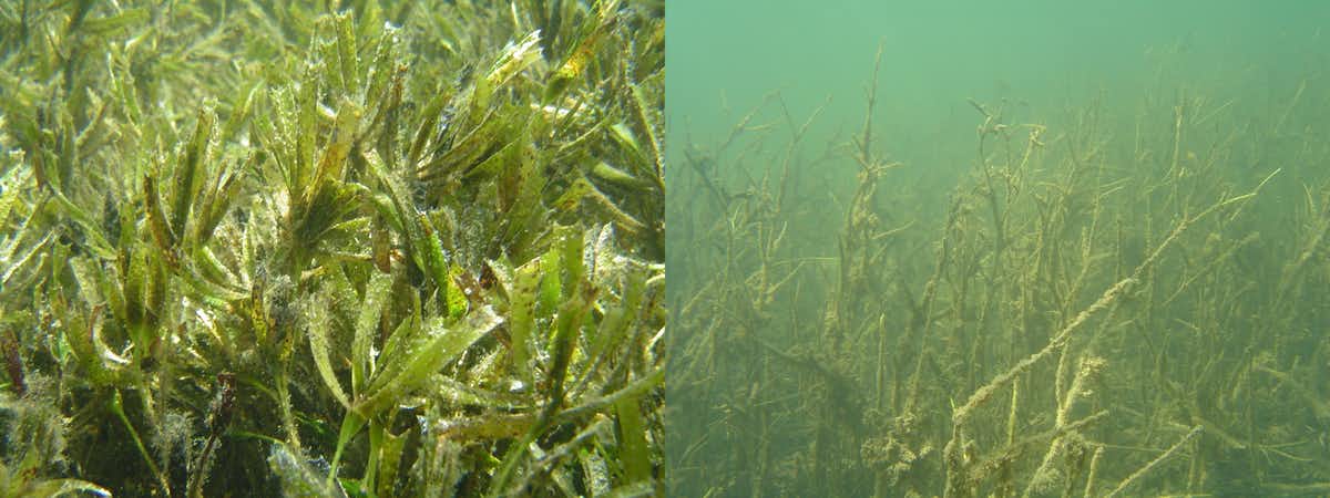 Healthy seagrass (left), damaged seagrass (right) in Shark Bay. (Mat Vanderklift)