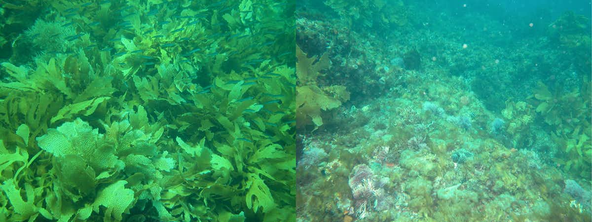 Healthy kelp (left), dead kelp (right) in Western Australia. (Russ Babcock)