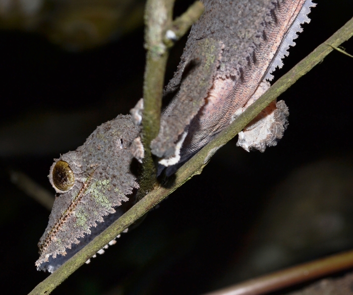 These Ridiculous Photos Prove Just How Skilled Geckos Are at Camouflage :  ScienceAlert