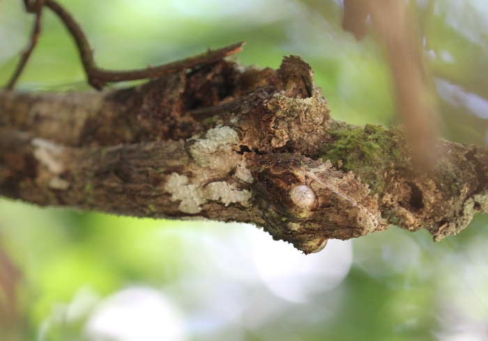 mossy gecko 1