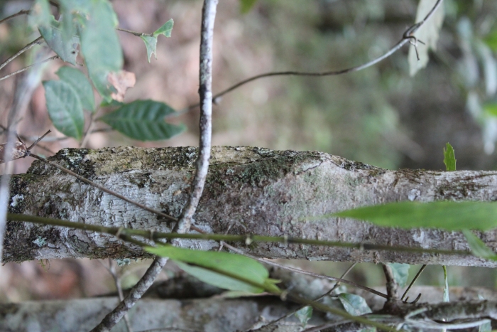 mossy gecko 4
