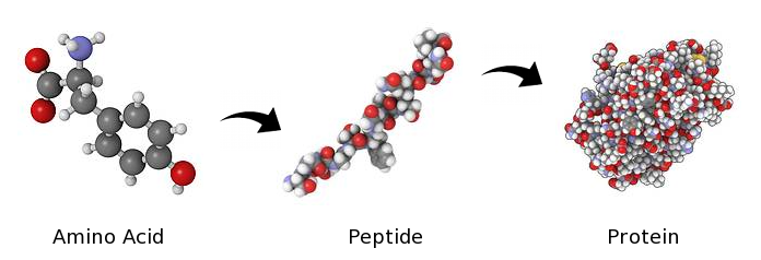 peptides vs proteins 1
