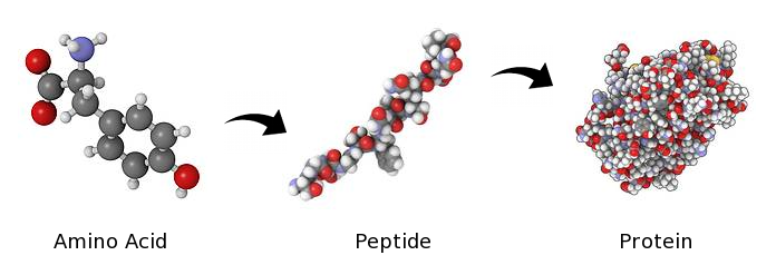 peptidi vs proteine ​​1