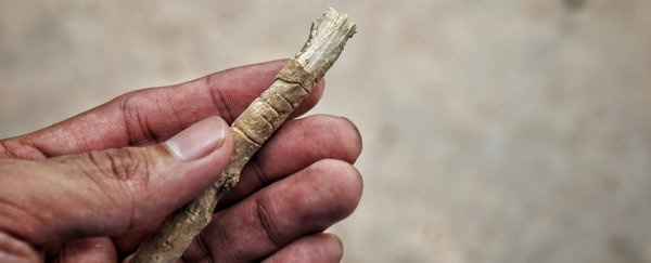 Not all cultures use toothbrushes. But how effective are alternative methods?