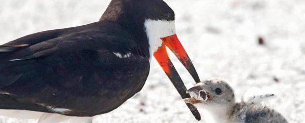 Heartbreaking photo shows a bird feeding its baby a cigarette butt