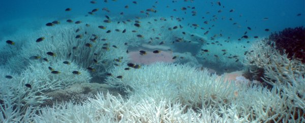 Think climate change isn't urgent? Look at what it's already done to Australia's coast