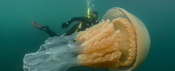 A mesmerising jellyfish as big as a human has been spotted off the coast of the UK