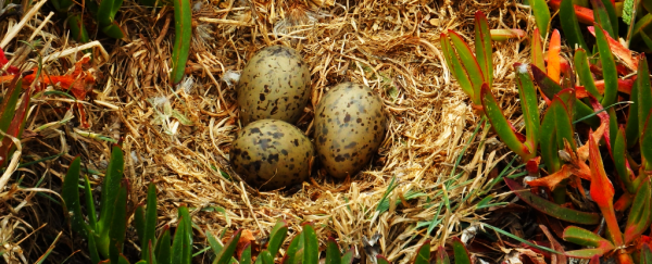We just learned baby birds communicate with each other from inside unhatched eggs