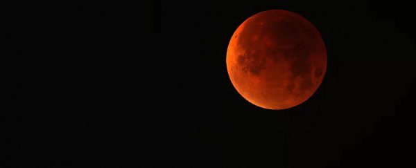 Here are some of the weird things animals do during eclipses