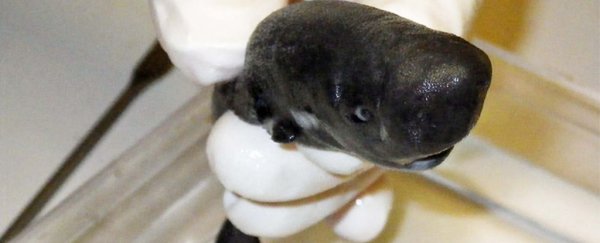 Scientist just identified a tiny new species of shark that glows in the dark