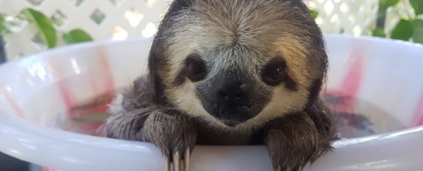 You simply must watch this weirdly compelling TED talk about sloths