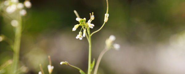 Scientists Are Genetically Engineering Plants to Store Carbon Deeper in the Earth