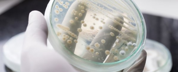 A deadly, drug-resistant fungus could be the first infection spread by climate change