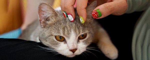 Finally, science has weighed in on the correct way to pat a cat