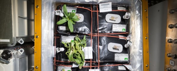 NASA has announced the first fruit they'll grow on the ISS, and it's hot