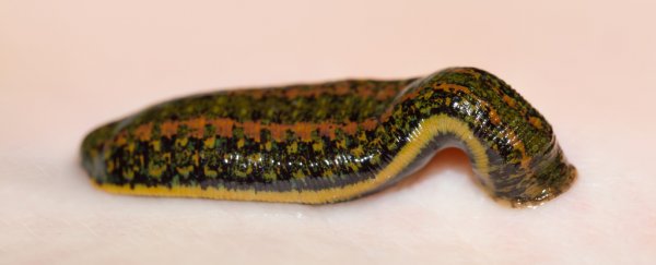 Some people keep parasitic leeches as pets, and let them drink their blood