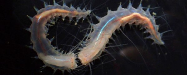 These tiny, weird worms make one of the loudest sounds ever recorded in the ocean