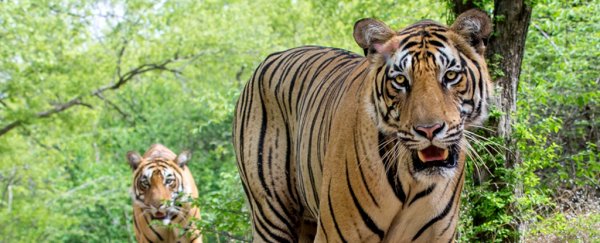 Finally, we have some good nature news: tiger numbers in India are rebounding