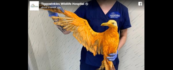 Exotic-looking bird found in the UK turns out to be gull in a predicament