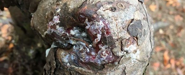 Scientists find weird, zombie-like tree being kept alive by a forest 'superorganism'