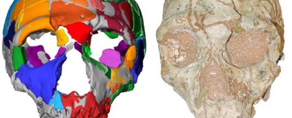 Mysterious Skull Found in Greece May Contain A Shocking Twist About Early Human Migration