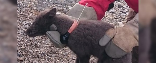 An arctic fox has been tracked walking 2,700 miles from Norway all the way to Canada